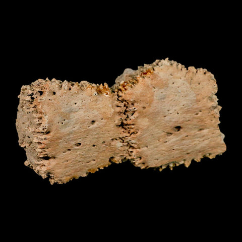 3.8" Glyptodon Fossil Osteoderm Scute Plates Bony Armor Pleistocene Uruguay COA - Fossil Age Minerals