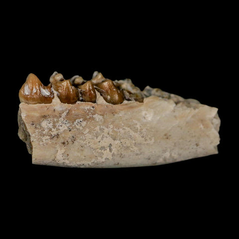 1" Leptomeryx Evansi Oligocene Age Fossil Deer Jaw Teeth Wyoming Display COA - Fossil Age Minerals