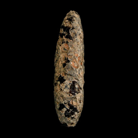 XL 2.3" Fossil Pine Cone Equicalastrobus Replaced By Agate Eocene Age Seeds Fruit - Fossil Age Minerals