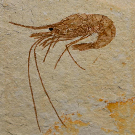 1.6" Fossil Shrimp Carpopenaeus Cretaceous Age 100 Mil Yrs Old Lebanon COA