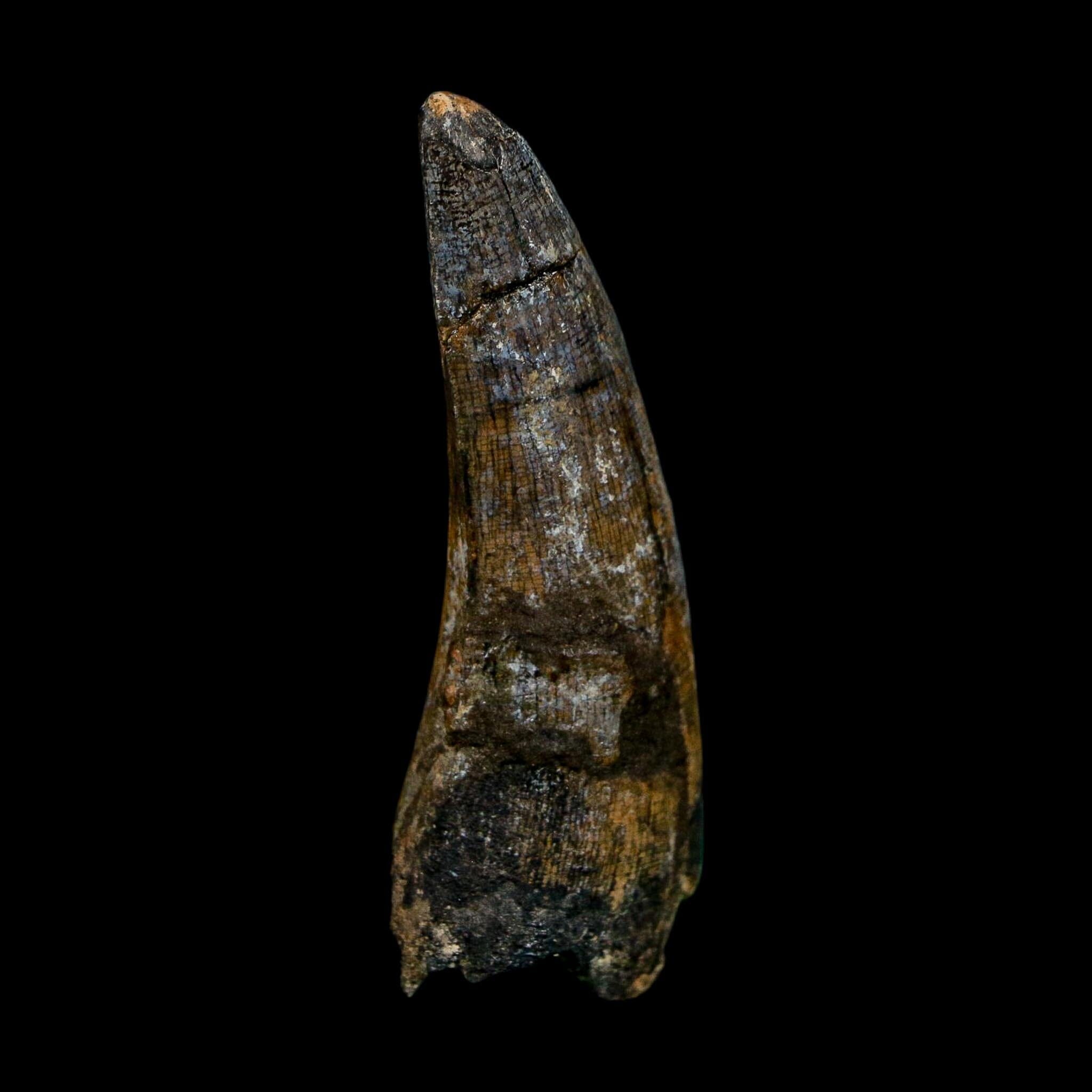 2.3" Suchomimus Fossil Tooth Cretaceous Spinosaurid Dinosaur Elraz FM Niger COA