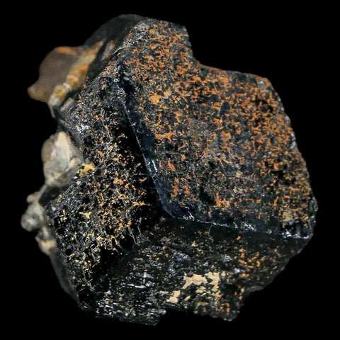 1.2" Natural Rough Schorl Black Tourmaline Mineral Erongo Mountains, Namibia - Fossil Age Minerals