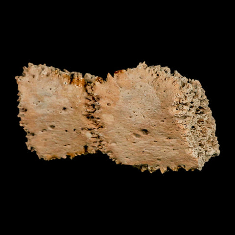 3.8" Glyptodon Fossil Osteoderm Scute Plates Bony Armor Pleistocene Uruguay COA - Fossil Age Minerals