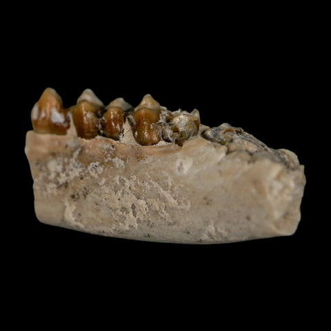 1" Leptomeryx Evansi Oligocene Age Fossil Deer Jaw Teeth Wyoming Display COA - Fossil Age Minerals