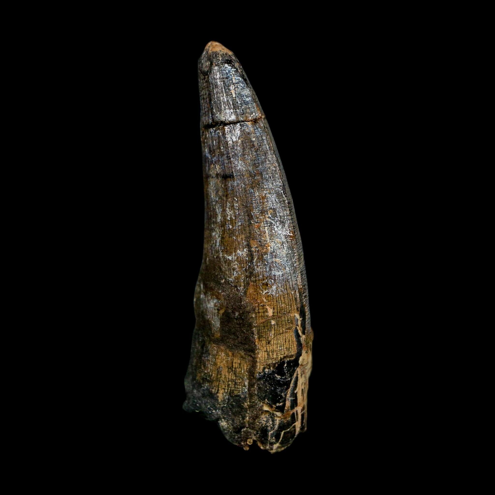2.3" Suchomimus Fossil Tooth Cretaceous Spinosaurid Dinosaur Elraz FM Niger COA