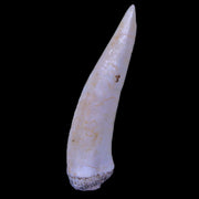 1.9" Saber Toothed Herring Fossil Fang Enchodus Libycus Cretaceous COA Stand