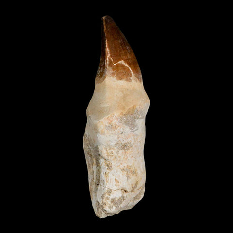 XL 4.3" Mosasaur Prognathodon Fossil Tooth Rooted Cretaceous Dinosaur Era COA - Fossil Age Minerals