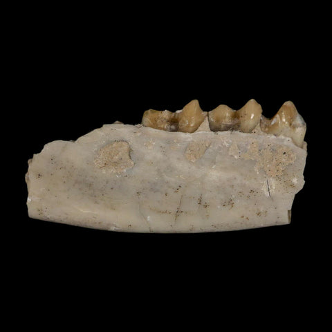 1" Leptomeryx Evansi Oligocene Age Fossil Deer Jaw Teeth Wyoming Display COA - Fossil Age Minerals