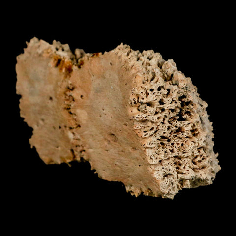 3.8" Glyptodon Fossil Osteoderm Scute Plates Bony Armor Pleistocene Uruguay COA - Fossil Age Minerals