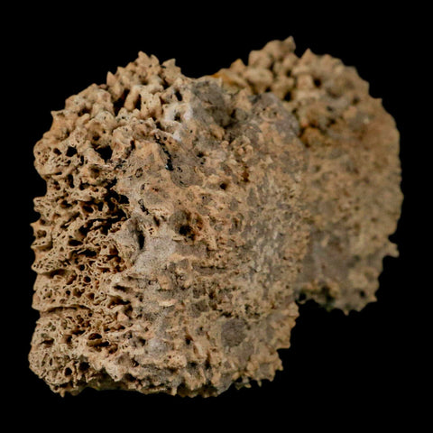 3.8" Glyptodon Fossil Osteoderm Scute Plates Bony Armor Pleistocene Uruguay COA - Fossil Age Minerals