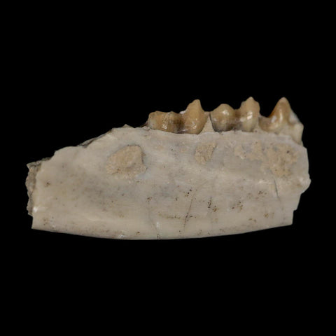 1" Leptomeryx Evansi Oligocene Age Fossil Deer Jaw Teeth Wyoming Display COA - Fossil Age Minerals
