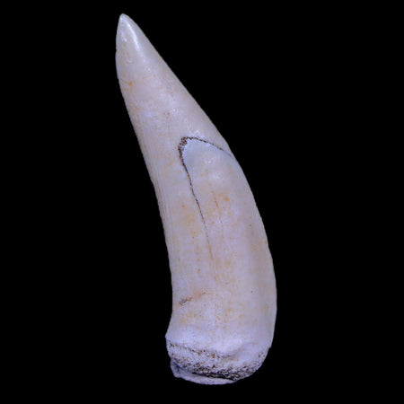 1.9" Saber Toothed Herring Fossil Fang Enchodus Libycus Cretaceous COA Stand