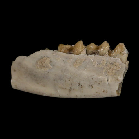 1" Leptomeryx Evansi Oligocene Age Fossil Deer Jaw Teeth Wyoming Display COA - Fossil Age Minerals