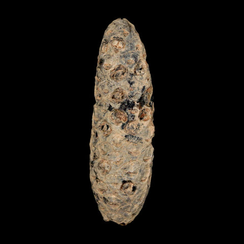 XL 2.3" Fossil Pine Cone Equicalastrobus Replaced By Agate Eocene Age Seeds Fruit - Fossil Age Minerals