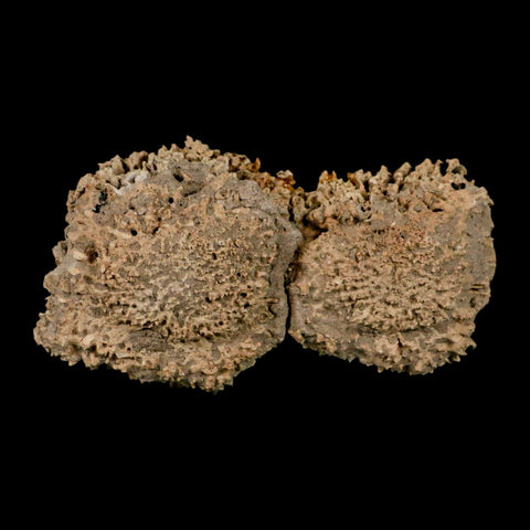 3.8" Glyptodon Fossil Osteoderm Scute Plates Bony Armor Pleistocene Uruguay COA - Fossil Age Minerals
