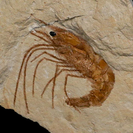 1.3" Fossil Shrimp Carpopenaeus Cretaceous Age 100 Mil Yrs Old Lebanon COA