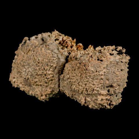 3.8" Glyptodon Fossil Osteoderm Scute Plates Bony Armor Pleistocene Uruguay COA - Fossil Age Minerals