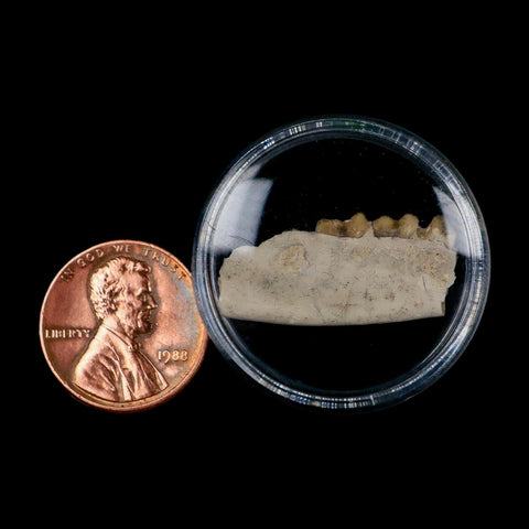 1" Leptomeryx Evansi Oligocene Age Fossil Deer Jaw Teeth Wyoming Display COA - Fossil Age Minerals