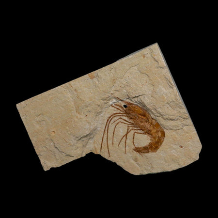 1.3" Fossil Shrimp Carpopenaeus Cretaceous Age 100 Mil Yrs Old Lebanon COA