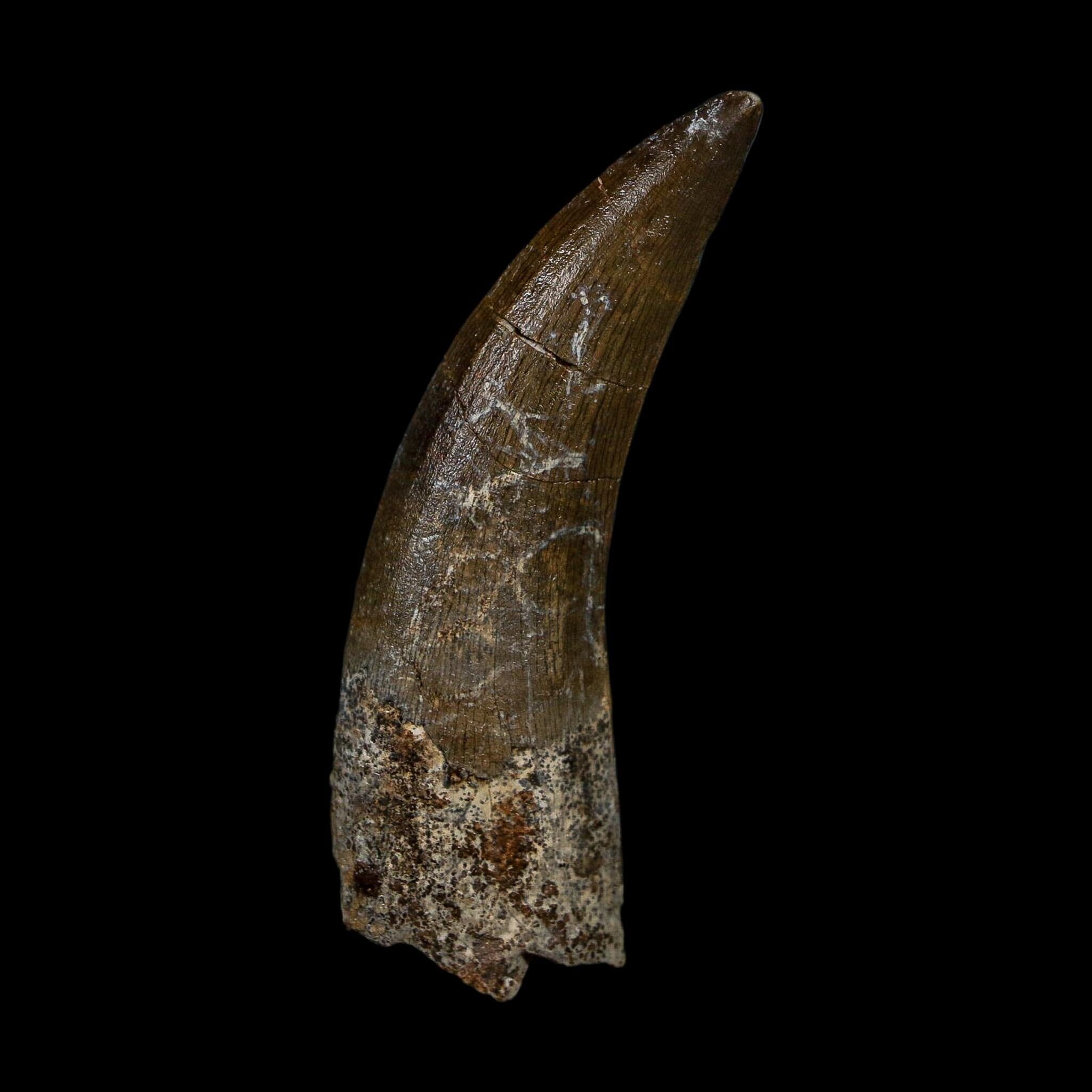 2.6" Suchomimus Fossil Tooth Cretaceous Spinosaurid Dinosaur Elraz FM Niger COA