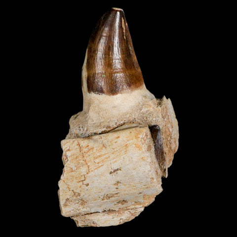 3.7" Mosasaur Prognathodon Fossil Tooth Jaw Section Cretaceous Dinosaur Era COA - Fossil Age Minerals