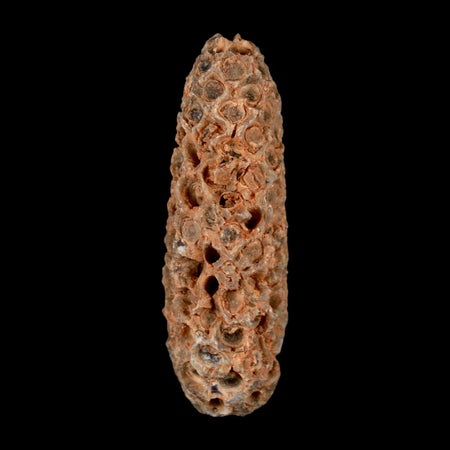 XL 2.2" Fossil Pine Cone Equicalastrobus Replaced By Agate Eocene Age Seeds Fruit