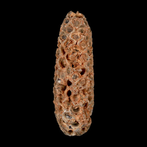 XL 2.2" Fossil Pine Cone Equicalastrobus Replaced By Agate Eocene Age Seeds Fruit - Fossil Age Minerals