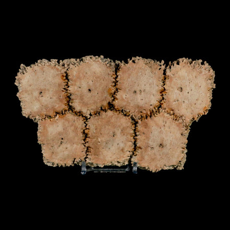 6.1" Glyptodon Fossil Osteoderm Scute Plates Bony Armor Pleistocene Uruguay COA