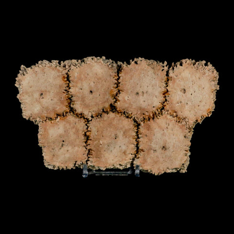 6.1" Glyptodon Fossil Osteoderm Scute Plates Bony Armor Pleistocene Uruguay COA - Fossil Age Minerals