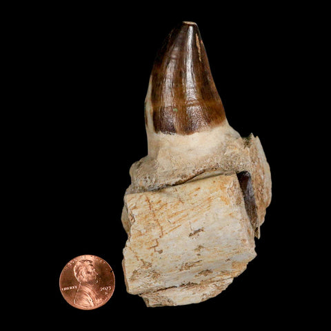 3.7" Mosasaur Prognathodon Fossil Tooth Jaw Section Cretaceous Dinosaur Era COA - Fossil Age Minerals