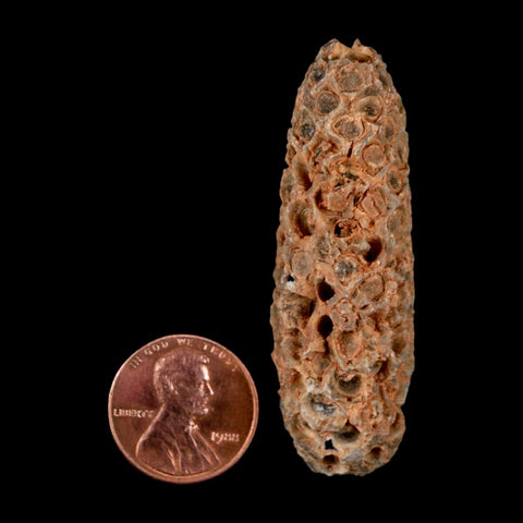 XL 2.2" Fossil Pine Cone Equicalastrobus Replaced By Agate Eocene Age Seeds Fruit - Fossil Age Minerals