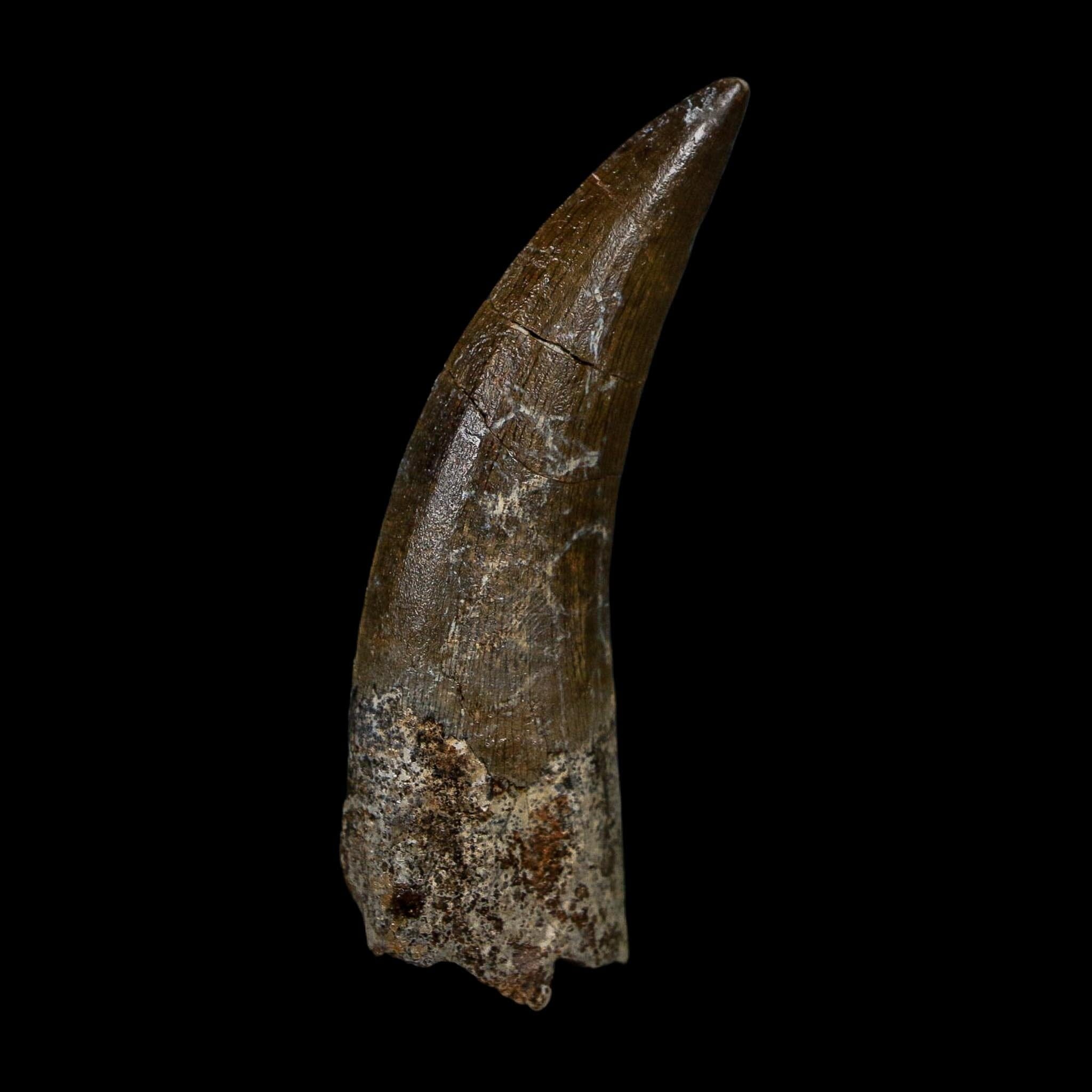 2.6" Suchomimus Fossil Tooth Cretaceous Spinosaurid Dinosaur Elraz FM Niger COA