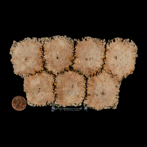 6.1" Glyptodon Fossil Osteoderm Scute Plates Bony Armor Pleistocene Uruguay COA - Fossil Age Minerals