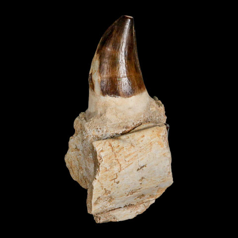 3.7" Mosasaur Prognathodon Fossil Tooth Jaw Section Cretaceous Dinosaur Era COA - Fossil Age Minerals