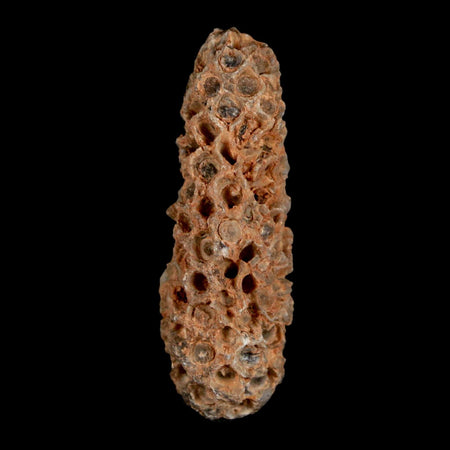 XL 2.2" Fossil Pine Cone Equicalastrobus Replaced By Agate Eocene Age Seeds Fruit