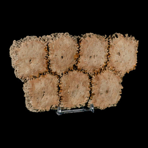 6.1" Glyptodon Fossil Osteoderm Scute Plates Bony Armor Pleistocene Uruguay COA - Fossil Age Minerals