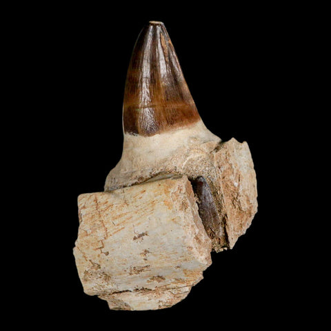3.7" Mosasaur Prognathodon Fossil Tooth Jaw Section Cretaceous Dinosaur Era COA - Fossil Age Minerals