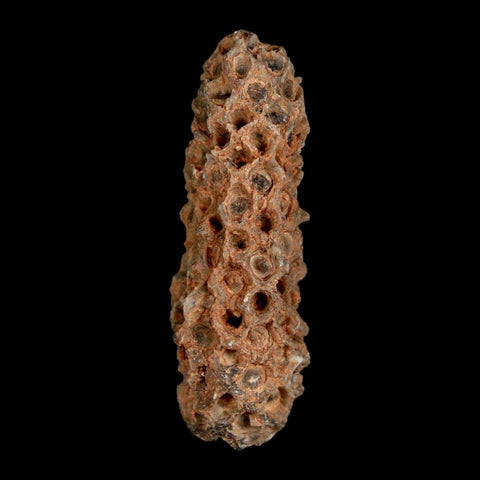 XL 2.2" Fossil Pine Cone Equicalastrobus Replaced By Agate Eocene Age Seeds Fruit - Fossil Age Minerals