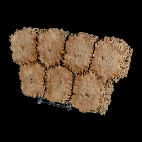6.1" Glyptodon Fossil Osteoderm Scute Plates Bony Armor Pleistocene Uruguay COA - Fossil Age Minerals