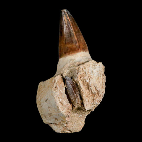 3.7" Mosasaur Prognathodon Fossil Tooth Jaw Section Cretaceous Dinosaur Era COA - Fossil Age Minerals