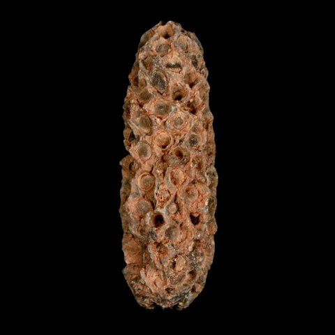 XL 2.2" Fossil Pine Cone Equicalastrobus Replaced By Agate Eocene Age Seeds Fruit - Fossil Age Minerals