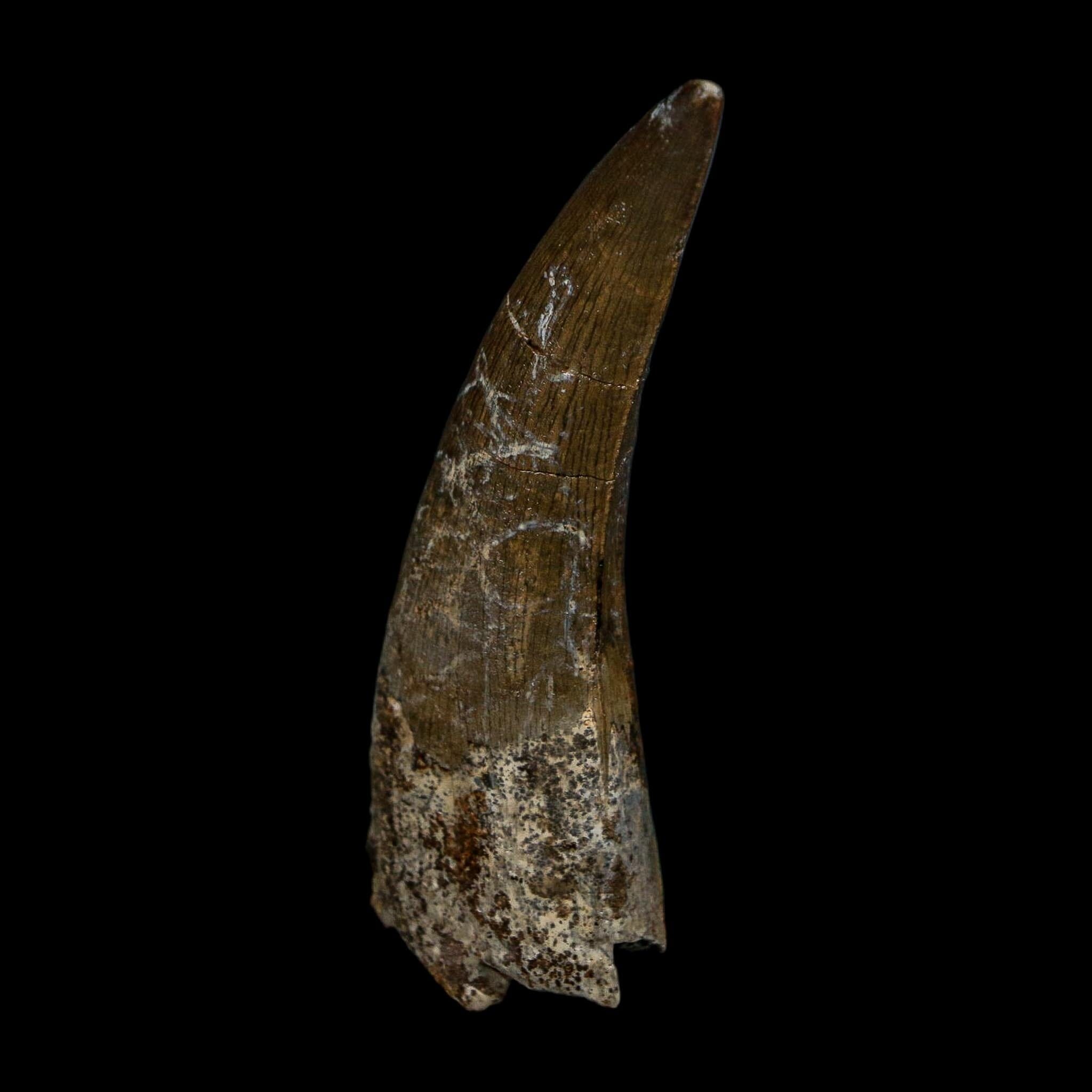 2.6" Suchomimus Fossil Tooth Cretaceous Spinosaurid Dinosaur Elraz FM Niger COA