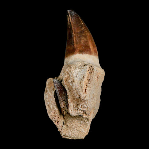 3.7" Mosasaur Prognathodon Fossil Tooth Jaw Section Cretaceous Dinosaur Era COA - Fossil Age Minerals