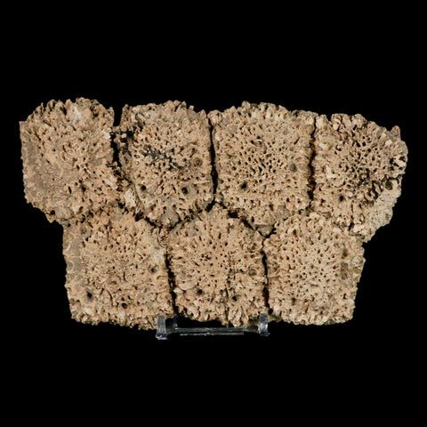 6.1" Glyptodon Fossil Osteoderm Scute Plates Bony Armor Pleistocene Uruguay COA - Fossil Age Minerals