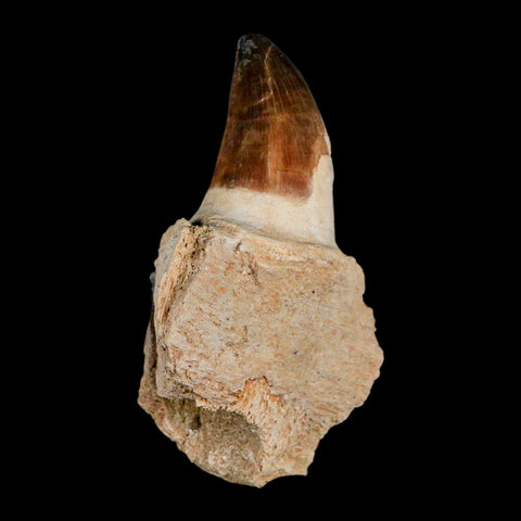 3.7" Mosasaur Prognathodon Fossil Tooth Jaw Section Cretaceous Dinosaur Era COA - Fossil Age Minerals