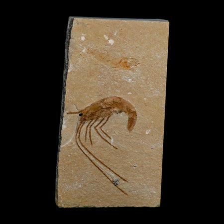 1.7" Fossil Shrimp Carpopenaeus Cretaceous Age 100 Mil Yrs Old Lebanon COA