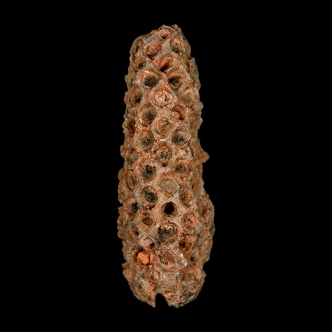 XL 2.2" Fossil Pine Cone Equicalastrobus Replaced By Agate Eocene Age Seeds Fruit - Fossil Age Minerals
