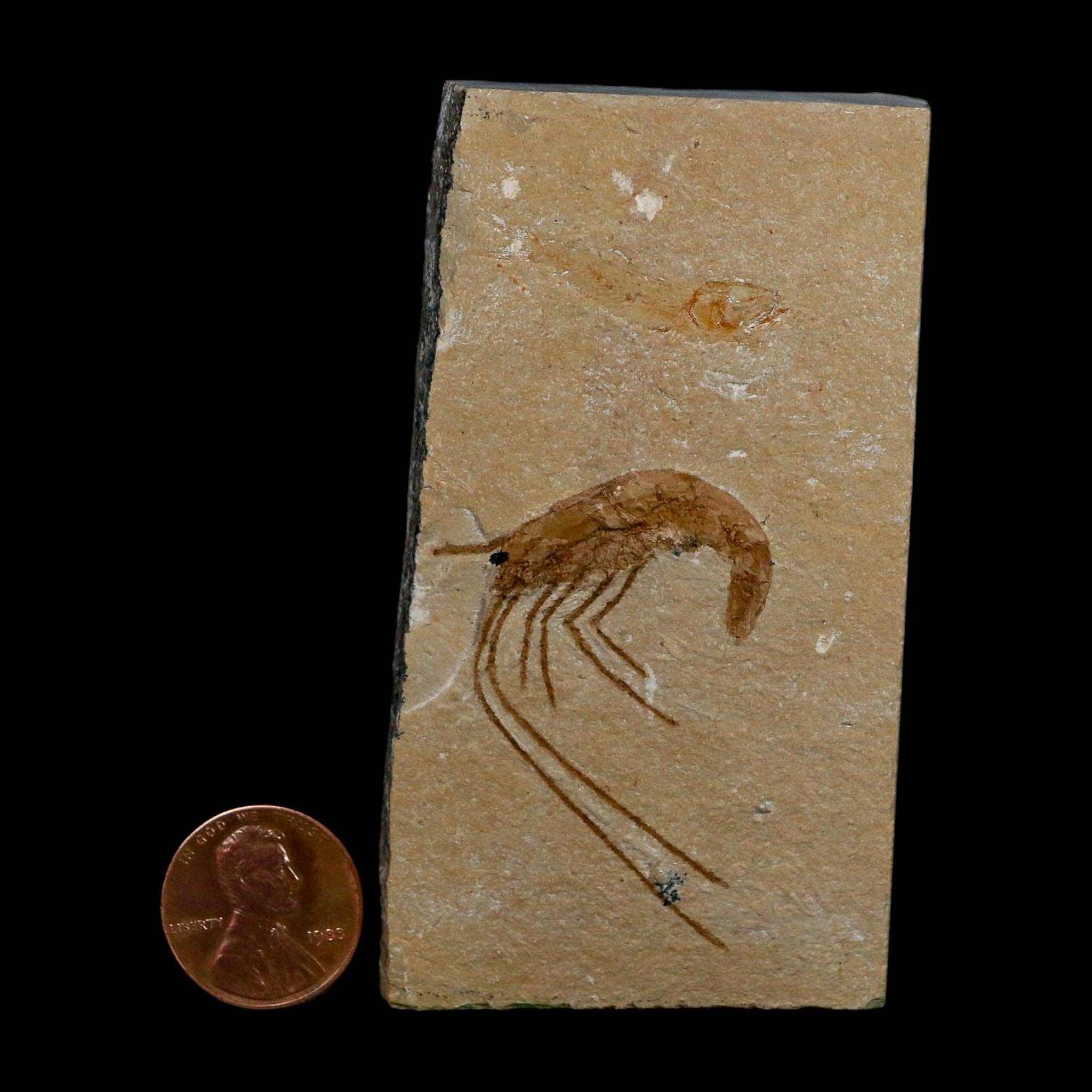1.7" Fossil Shrimp Carpopenaeus Cretaceous Age 100 Mil Yrs Old Lebanon COA - Fossil Age Minerals