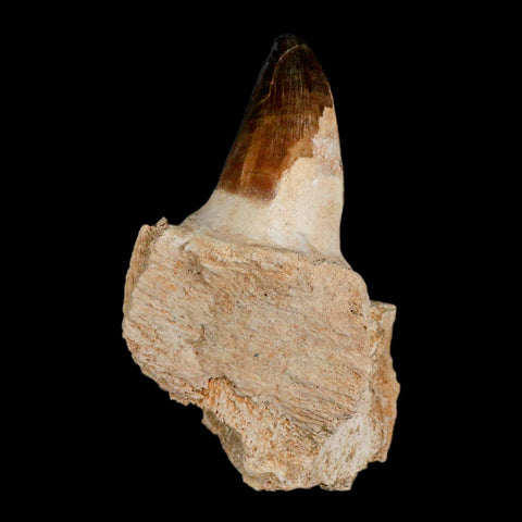 3.7" Mosasaur Prognathodon Fossil Tooth Jaw Section Cretaceous Dinosaur Era COA - Fossil Age Minerals