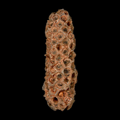 XL 2.2" Fossil Pine Cone Equicalastrobus Replaced By Agate Eocene Age Seeds Fruit - Fossil Age Minerals